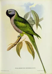 Perruche : Palaeornis Derbianus, vers 1850